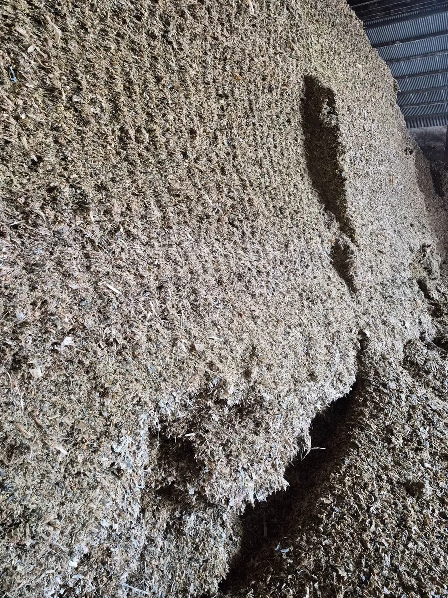 maize silage - Image 3