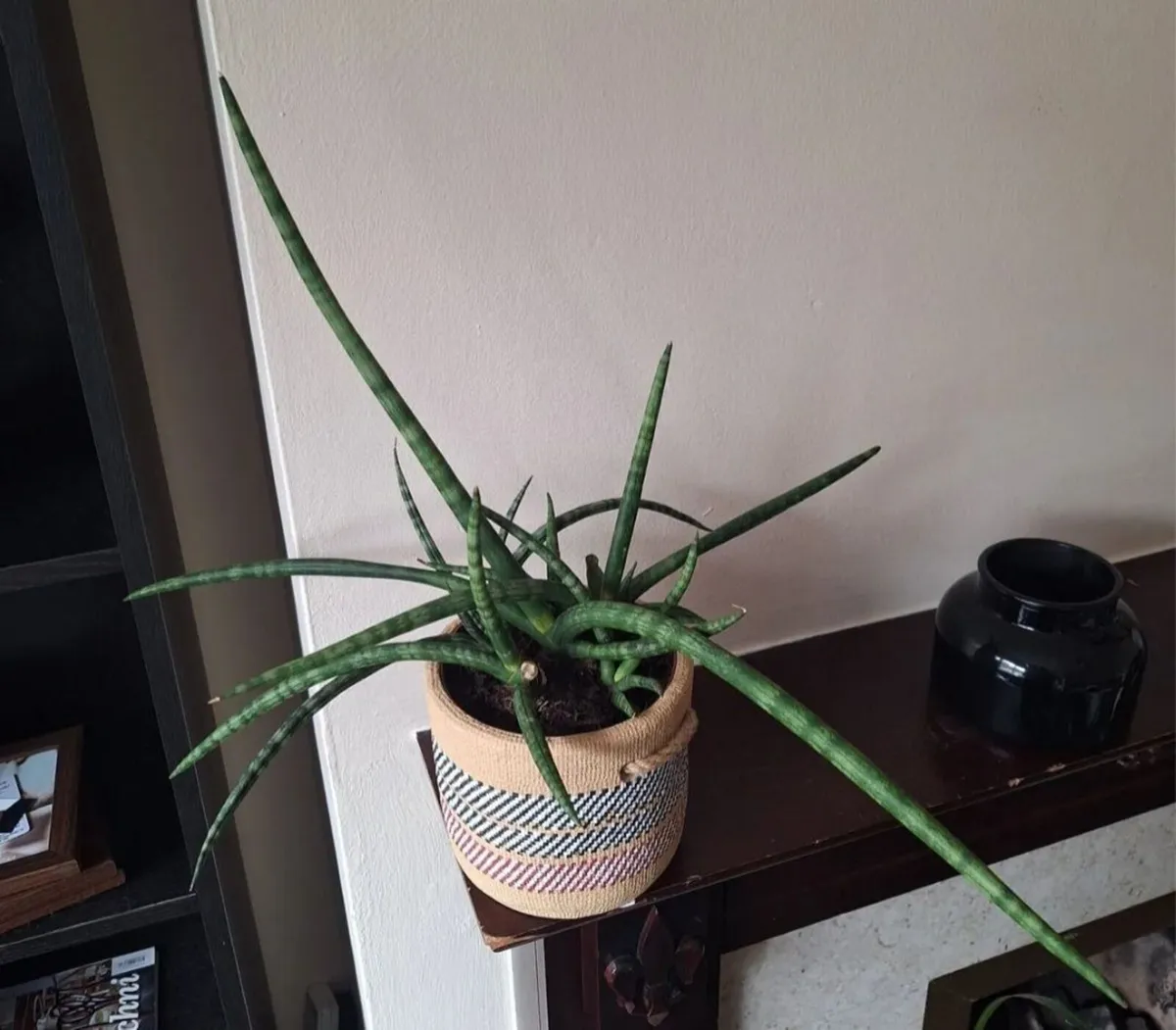 Healthy Sansevieria Cylindrica in Ethnic Pot - Image 2