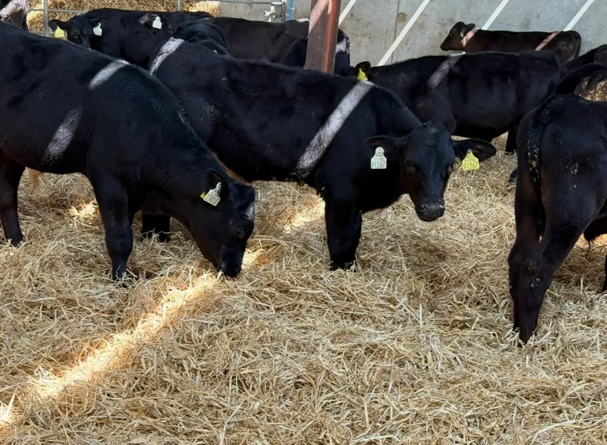 Aberdeen Angus Bulls - Image 1