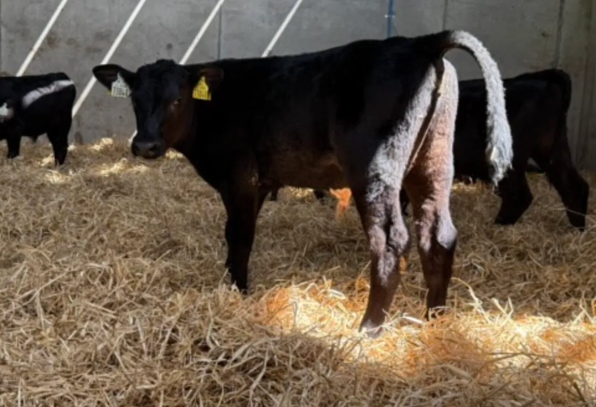 Aberdeen Angus Bulls - Image 2