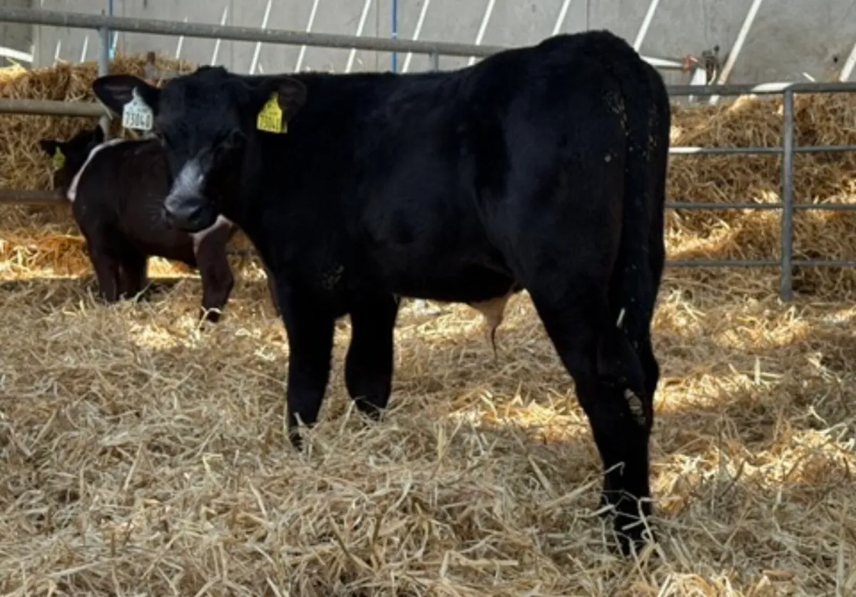 Aberdeen Angus Bulls - Image 3
