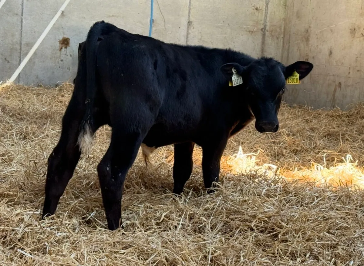 Aberdeen Angus Bulls - Image 4