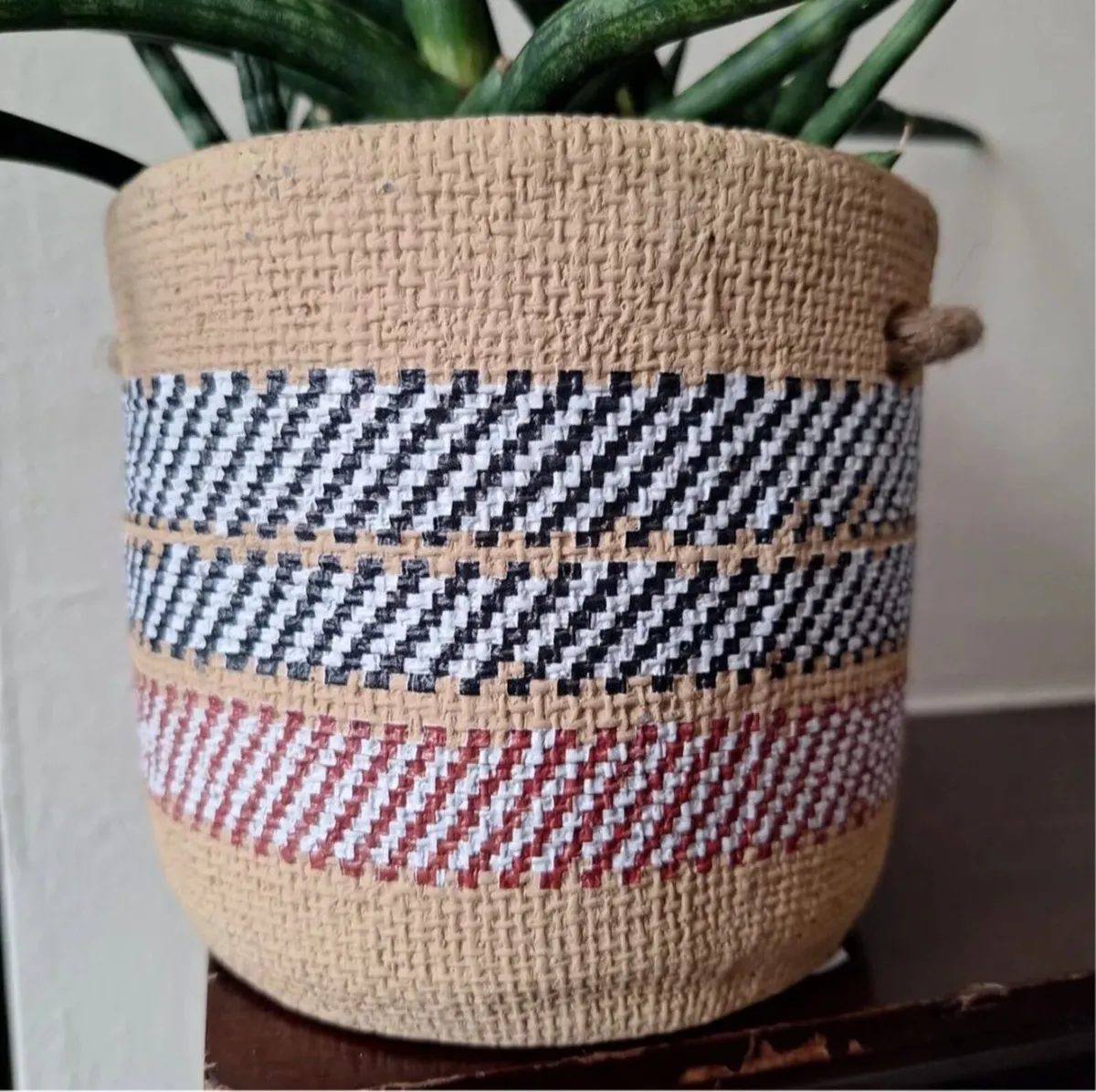 Healthy Sansevieria Cylindrica in Ethnic Pot - Image 4