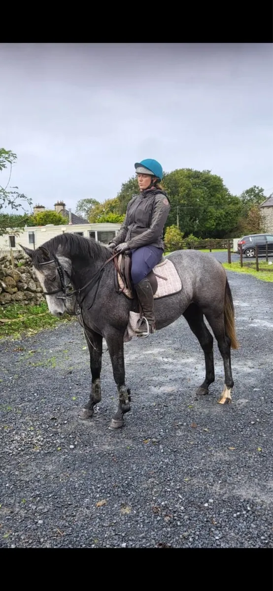 4 yo Potential big level 14.2 mare - Image 2