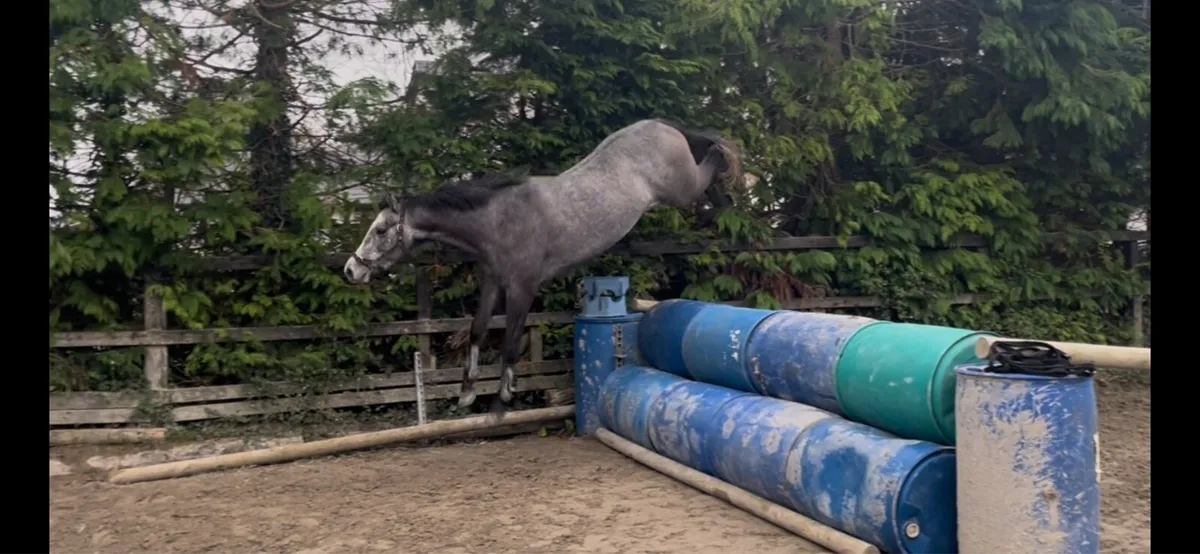 4 yo Potential big level 14.2 mare - Image 3