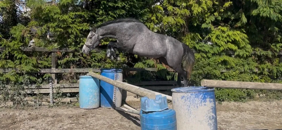 4 yo Potential big level 14.2 mare - Image 1