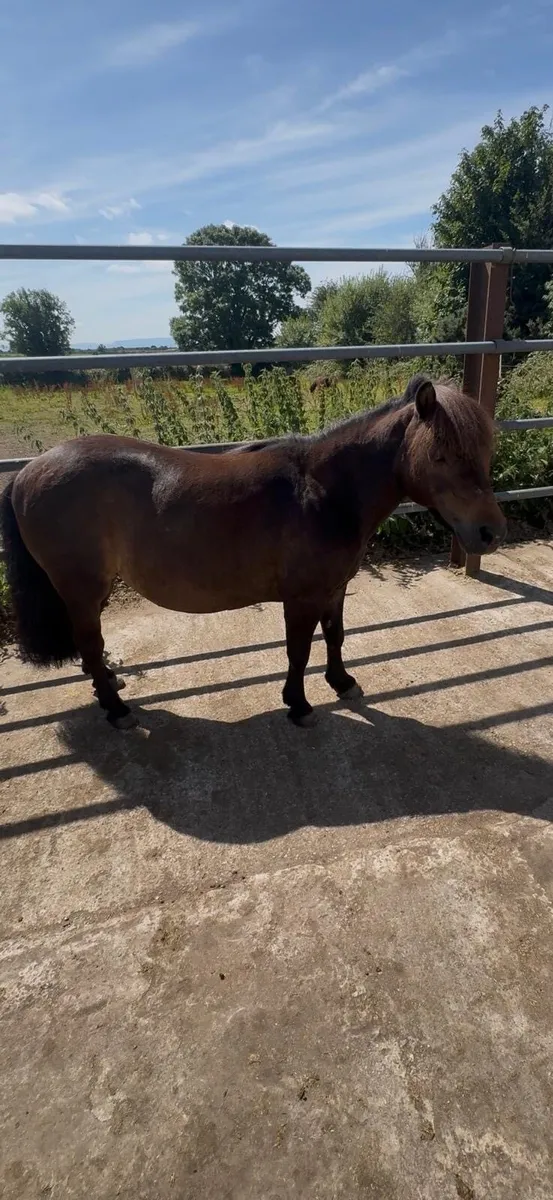 Shetland mare - Image 1