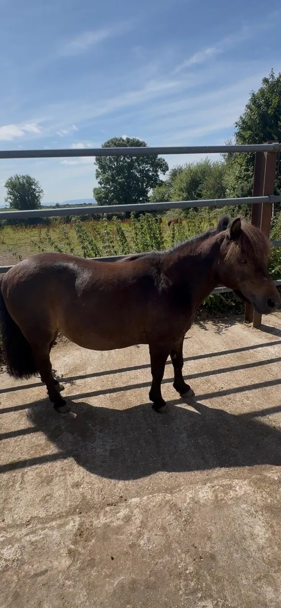 Shetland mare - Image 2