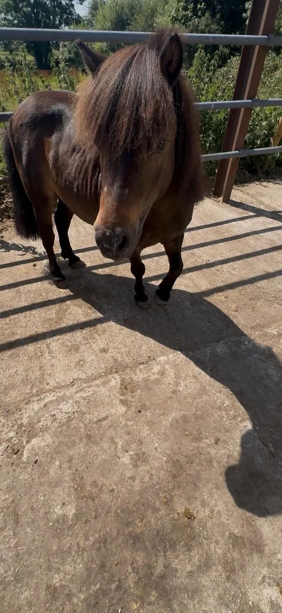 Shetland mare - Image 3