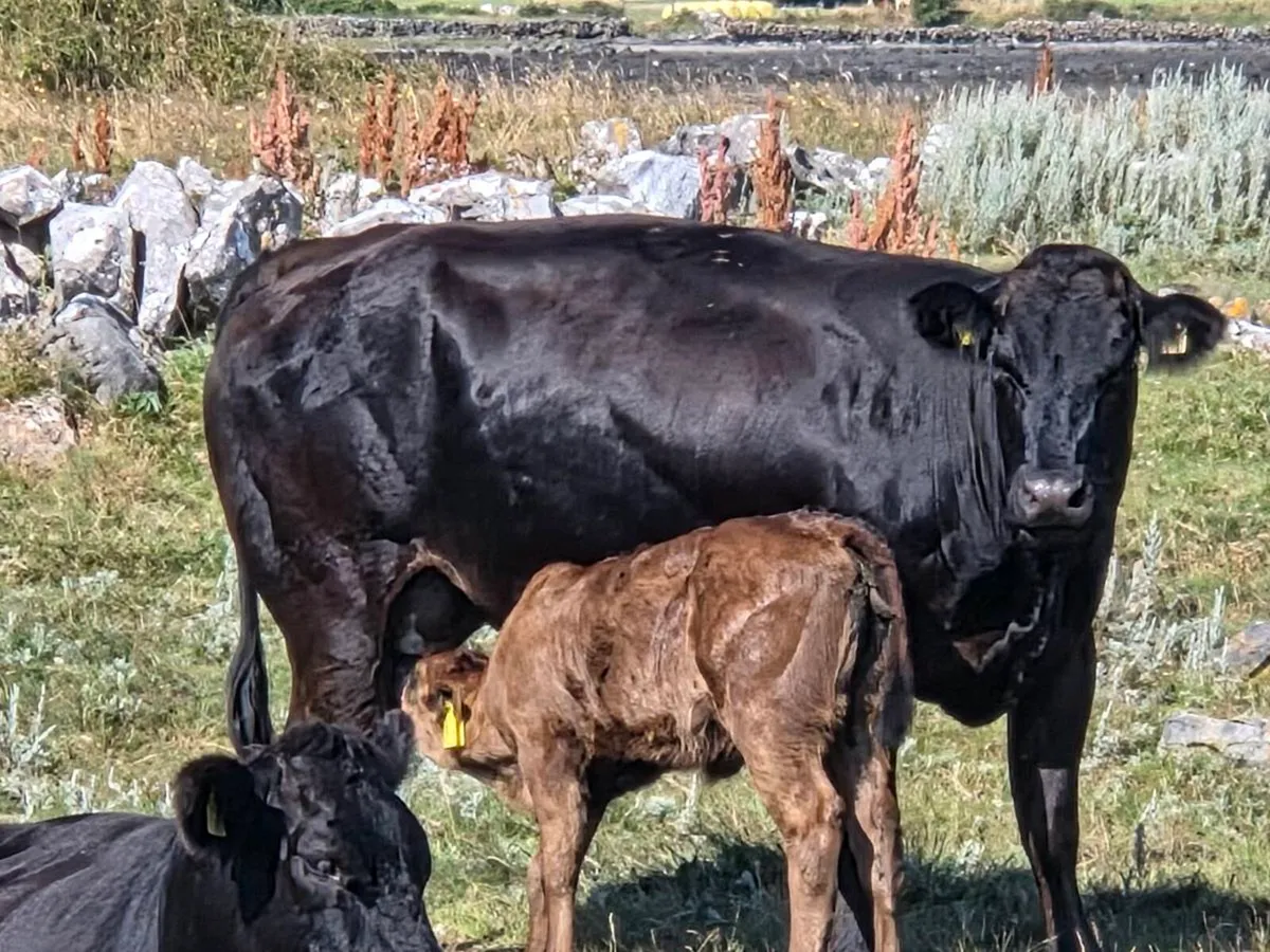Organic Cow & Calf - Image 2