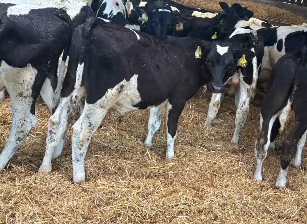 Fresian Bulls - Image 1