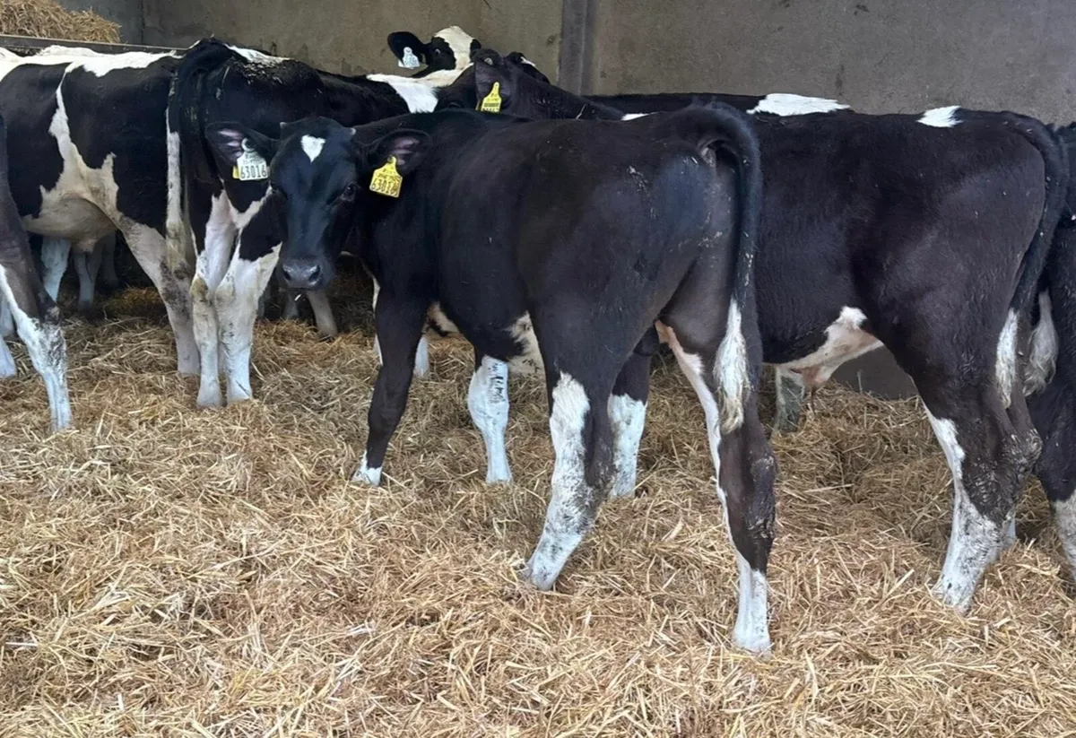 Fresian Bulls - Image 3