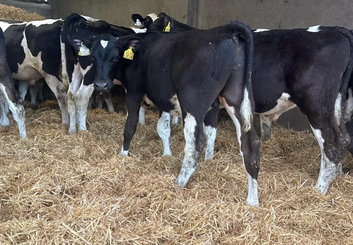 Fresian Bulls - Image 4