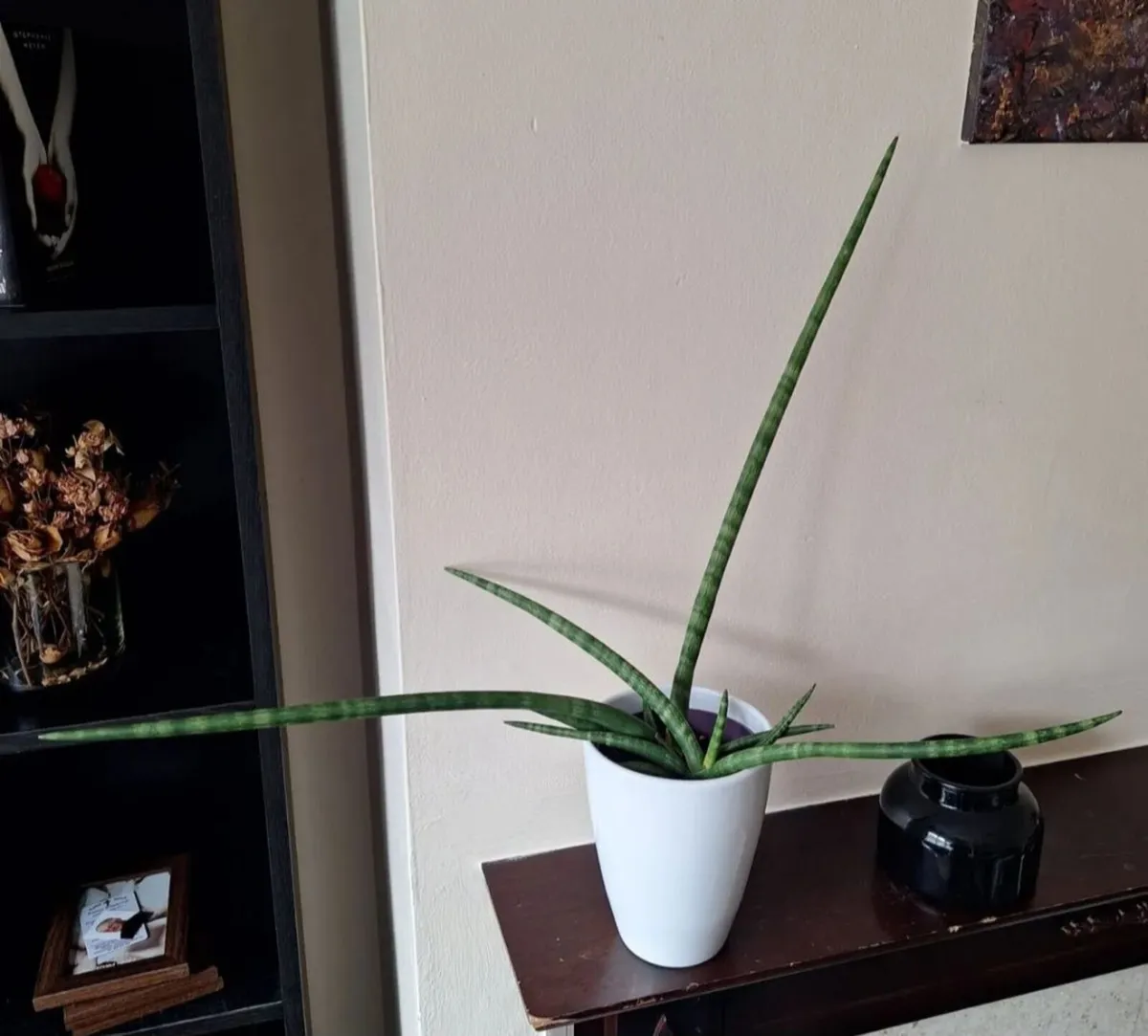 Healthy Sansevieria Cylindrica in ceramic pot - Image 1