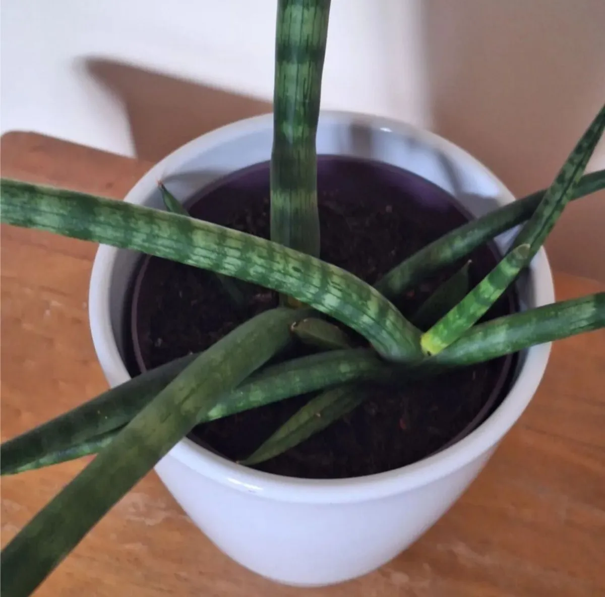Healthy Sansevieria Cylindrica in ceramic pot - Image 2