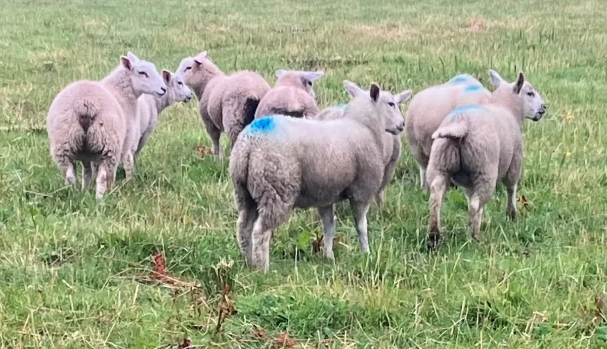 Store Lambs - Image 1