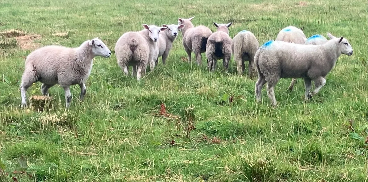 Store Lambs - Image 2
