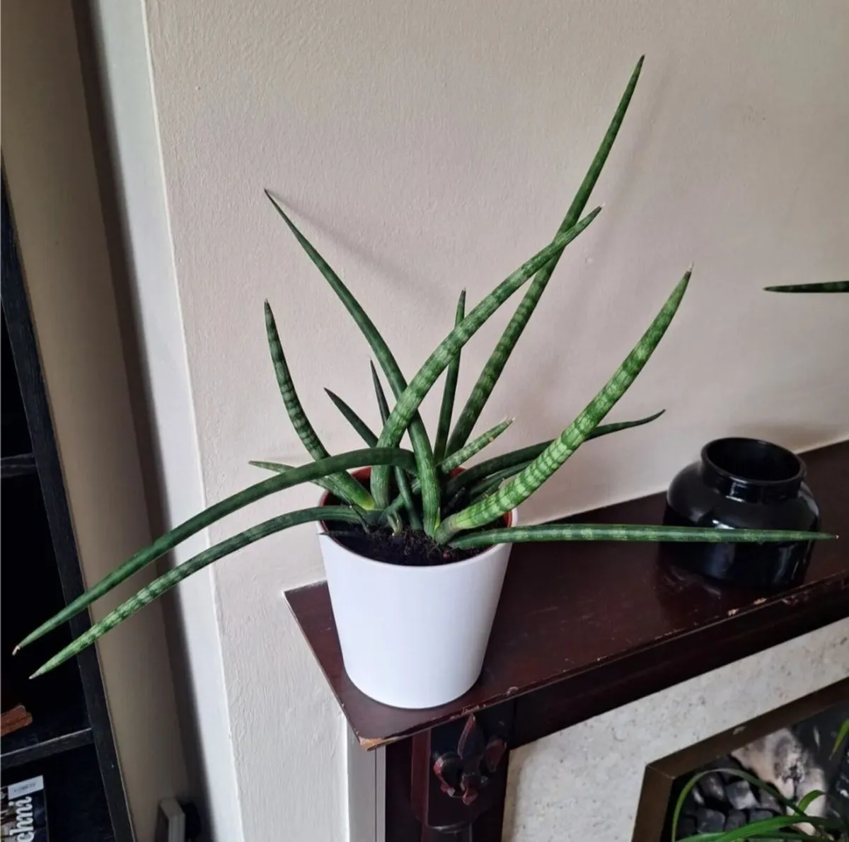 Healthy Sansevieria Cylindrica in ceramic pot - Image 1