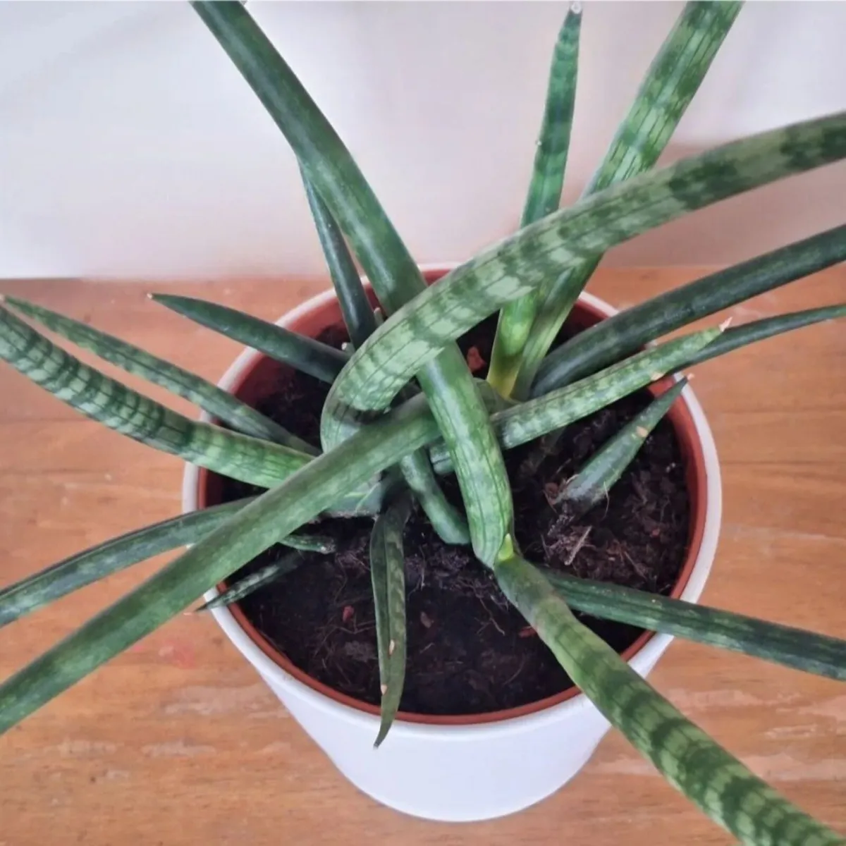 Healthy Sansevieria Cylindrica in ceramic pot - Image 2