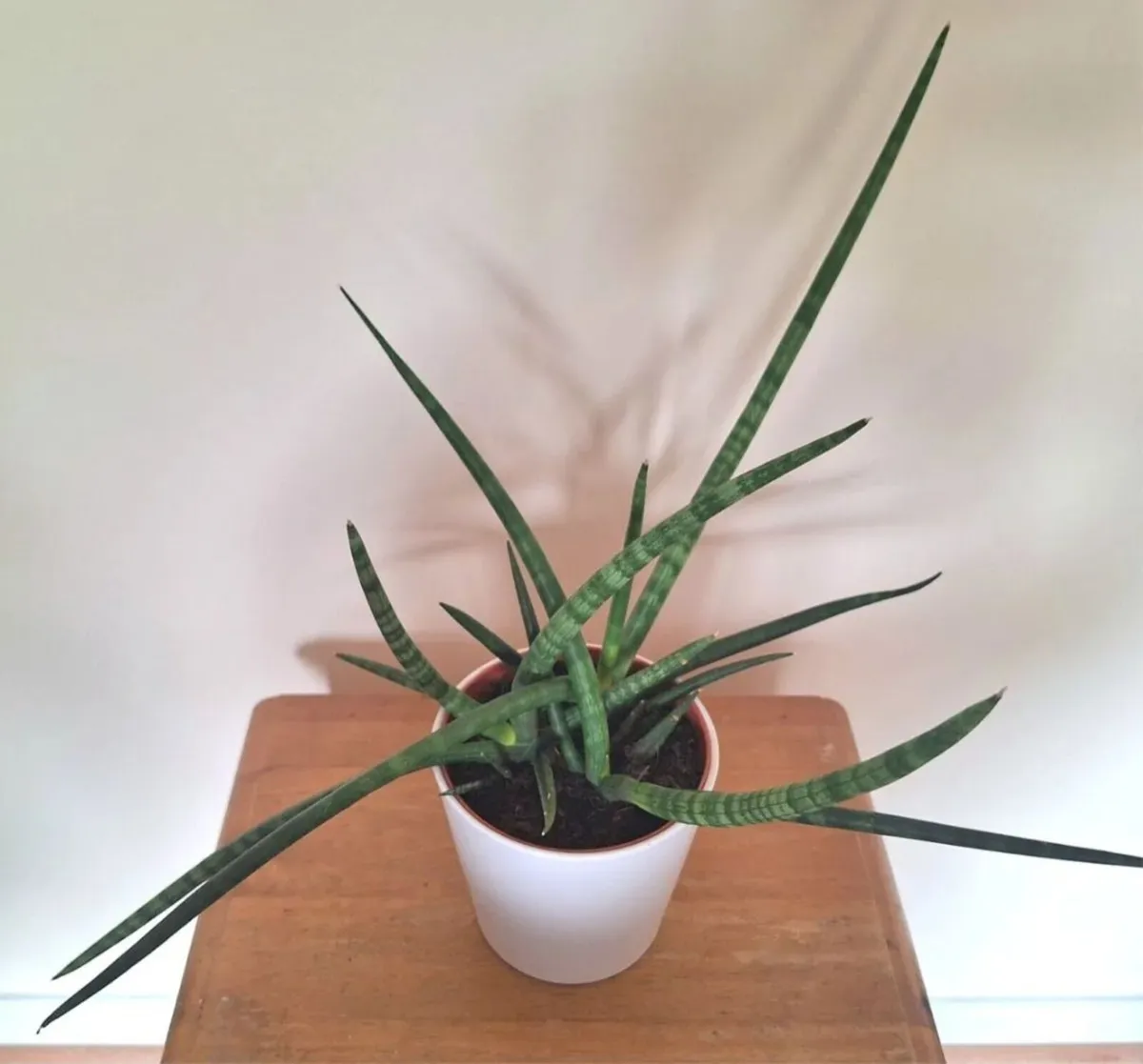 Healthy Sansevieria Cylindrica in ceramic pot - Image 3