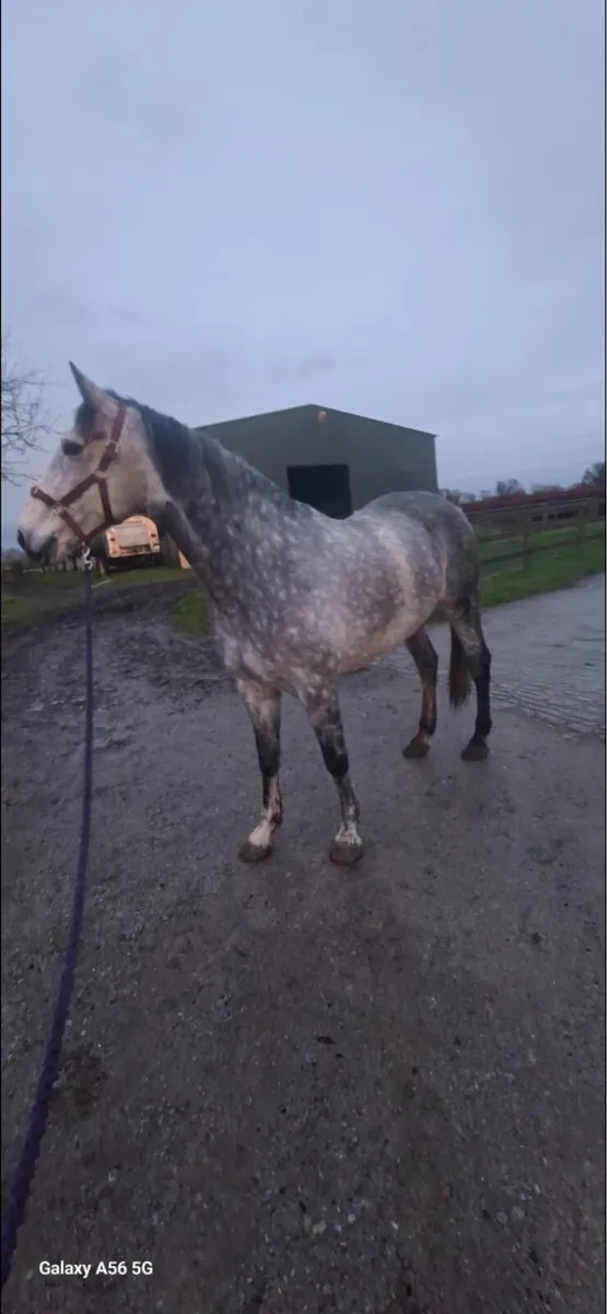 Potential showjumper CRUISING blood - Image 3