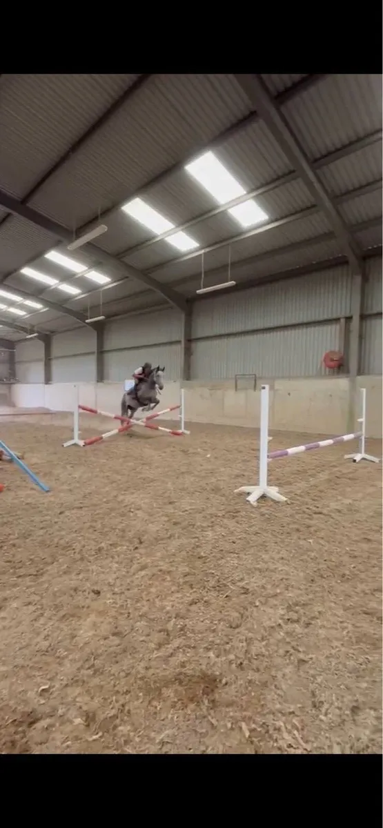 Potential showjumper CRUISING blood - Image 1