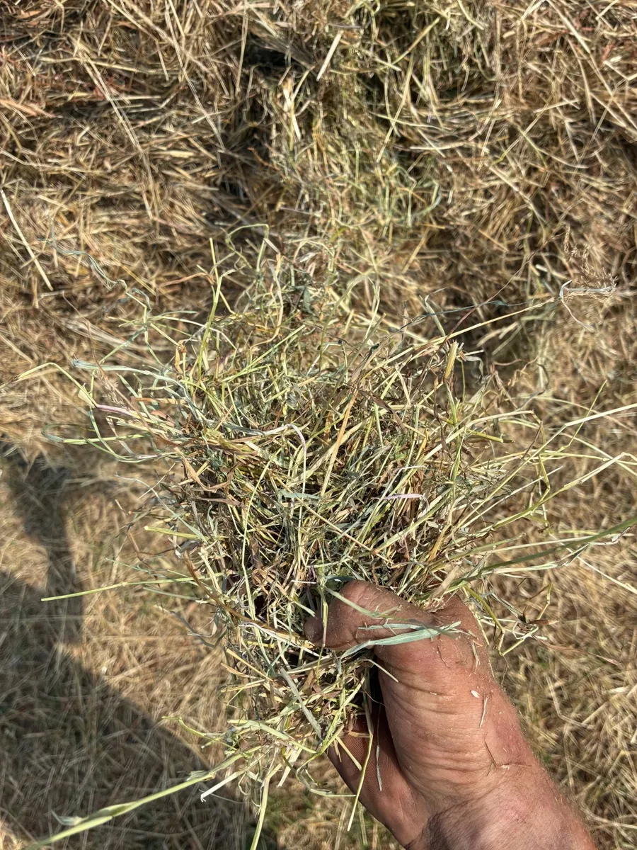 Hay for sale - Image 3