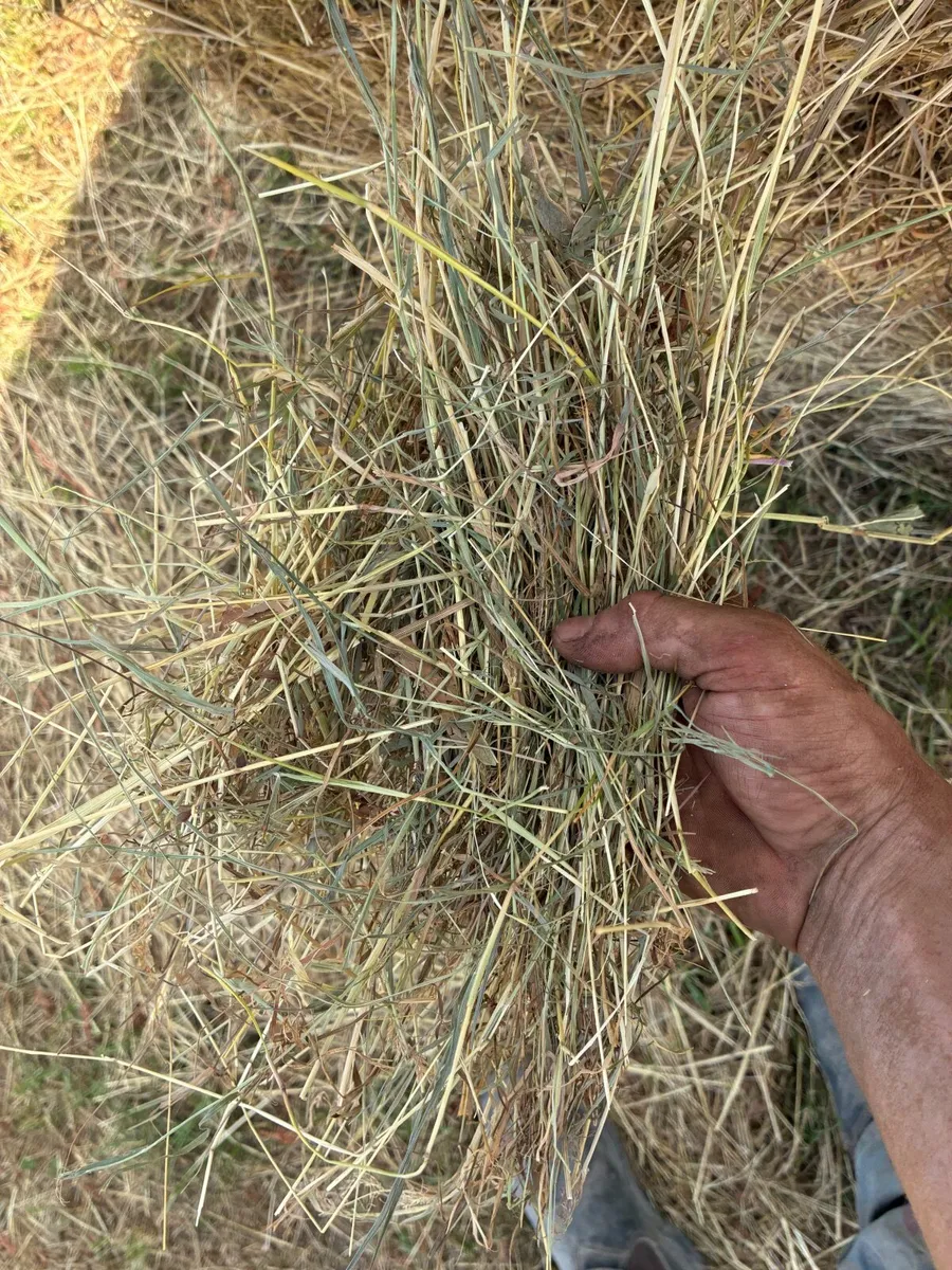 Hay for sale - Image 4