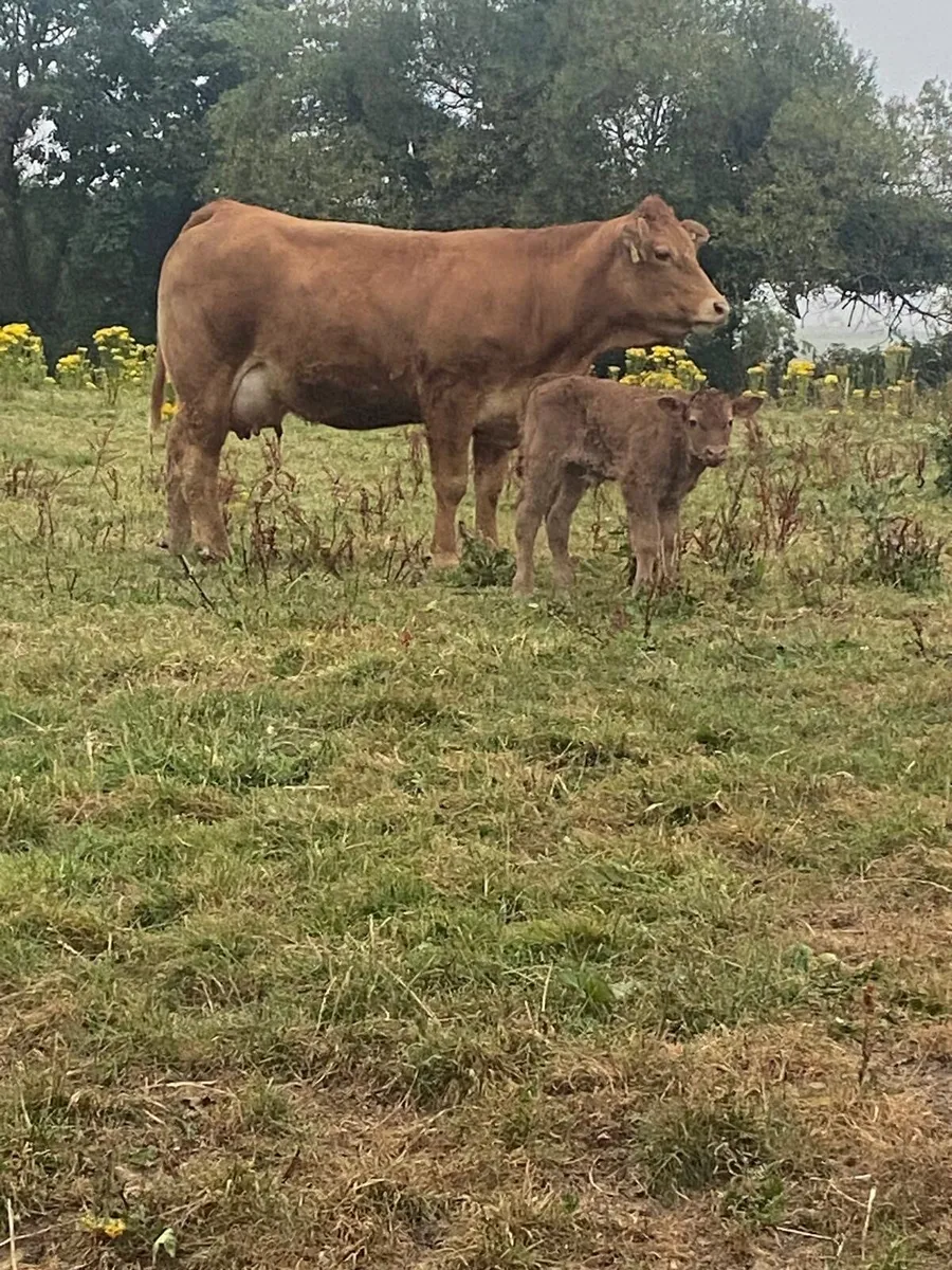 Limousin Heifer - Image 2