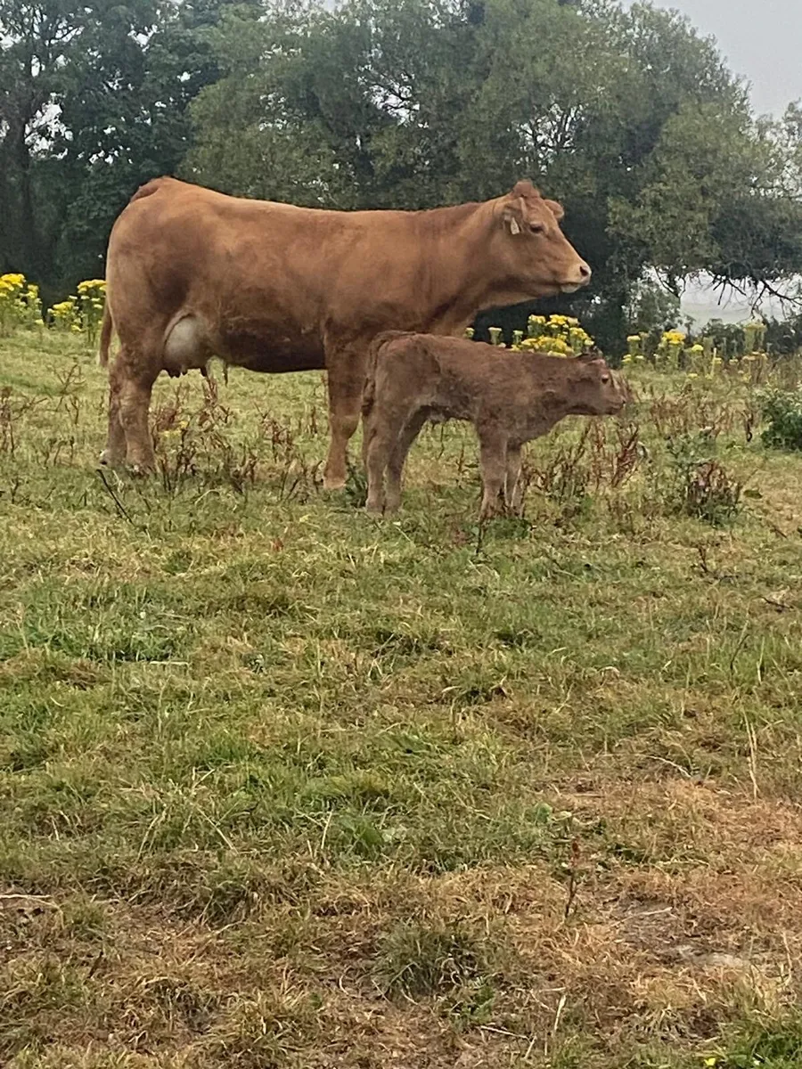 Limousin Heifer - Image 3