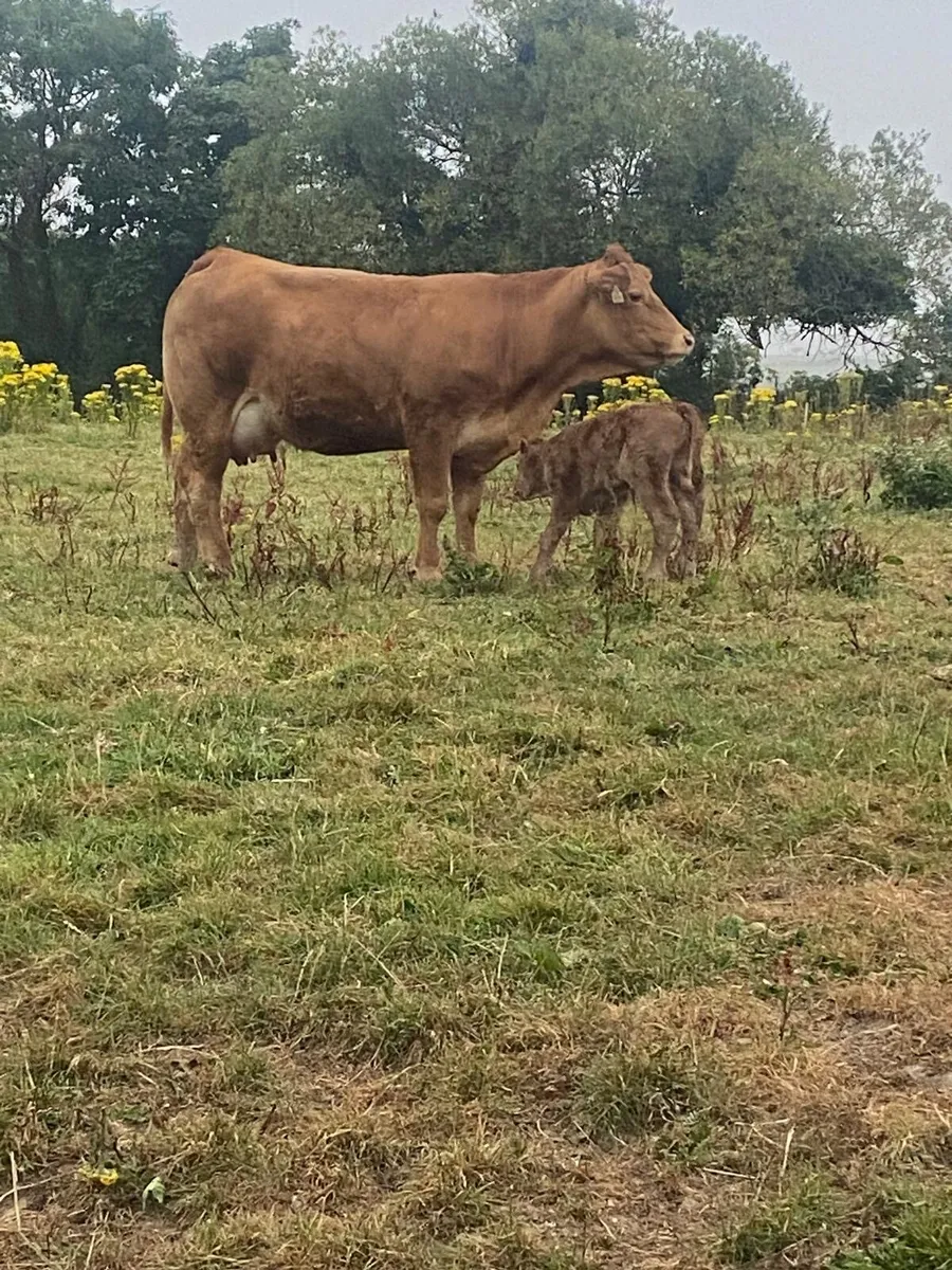 Limousin Heifer - Image 4