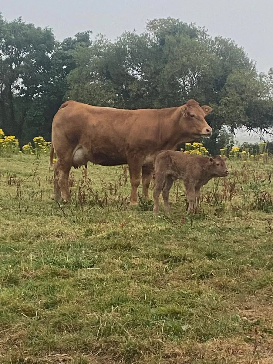 Limousin Heifer - Image 1