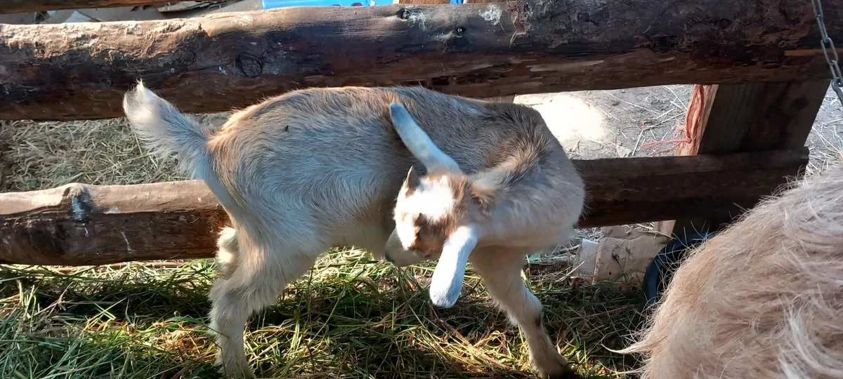 Male goat kids - Image 1