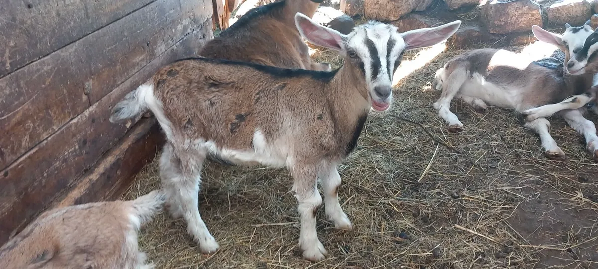 Male goat kids - Image 3