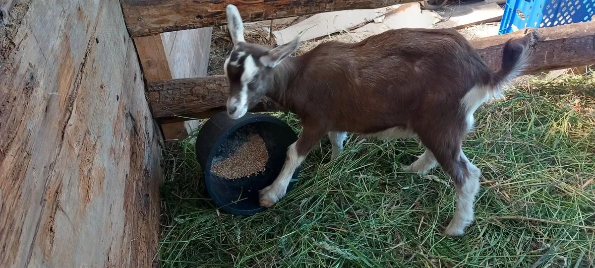 Male goat kids - Image 2