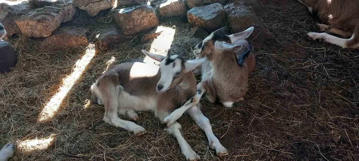 Male goat kids - Image 4