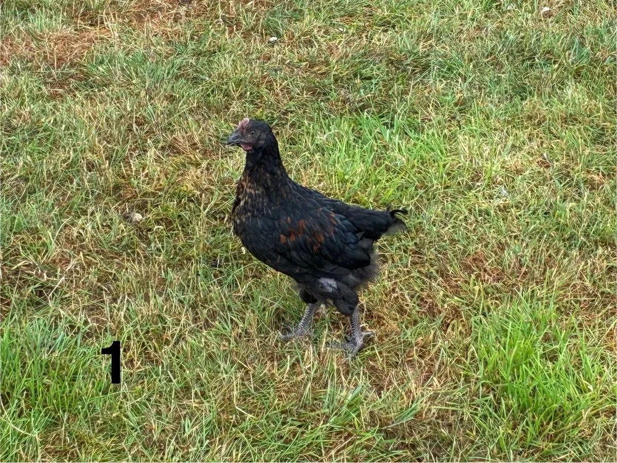 Roosters - Image 1