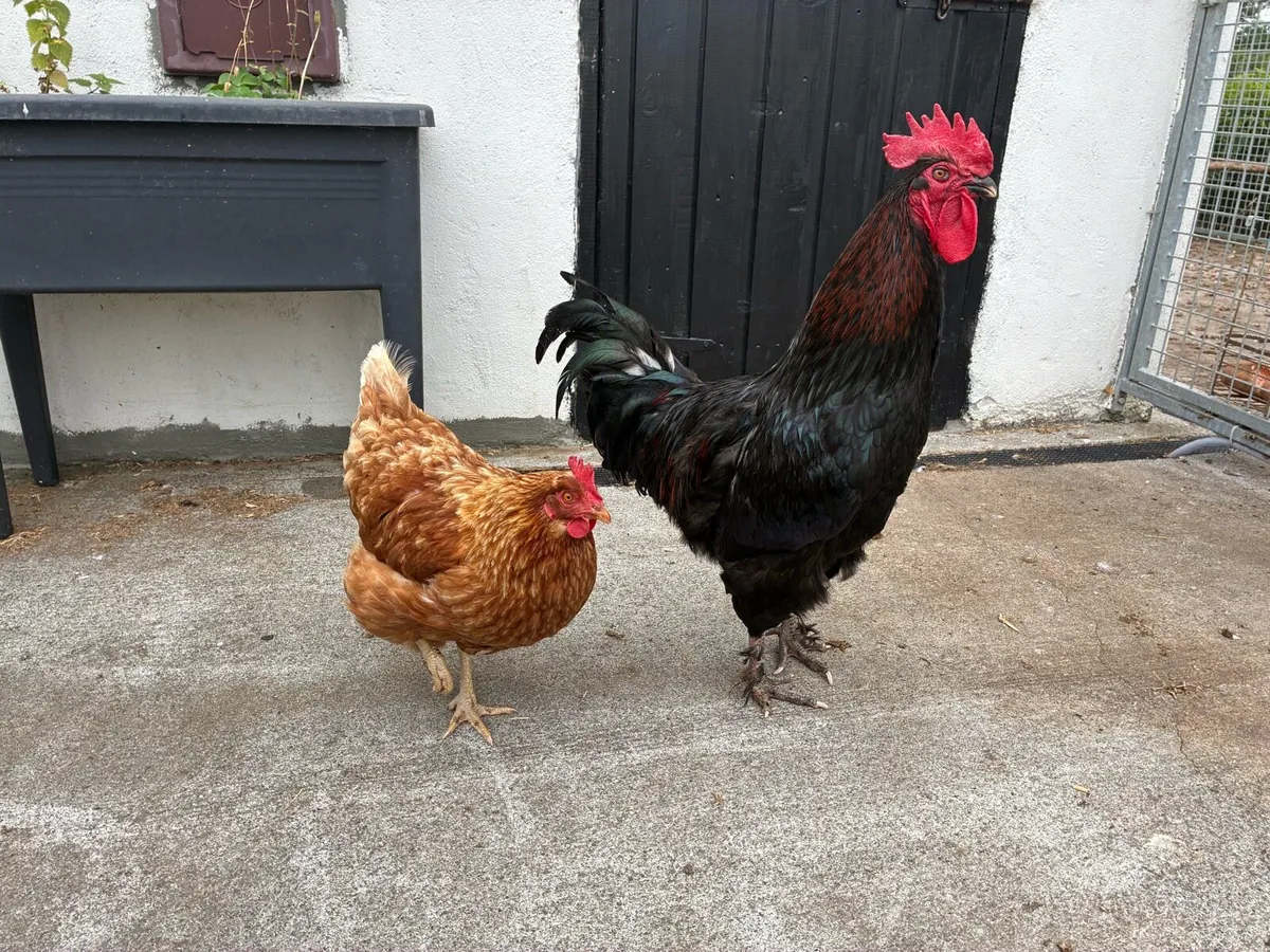 Roosters - Image 2