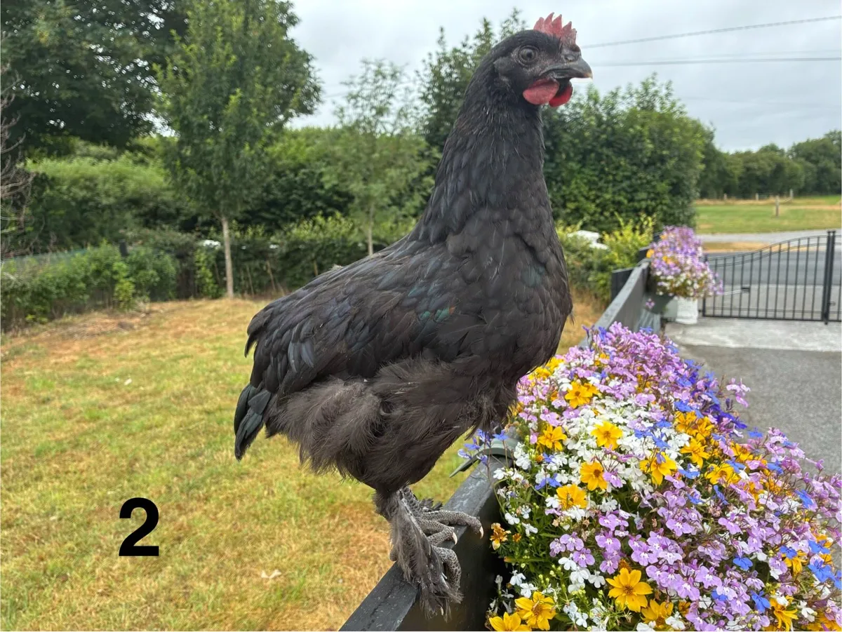 Roosters - Image 3