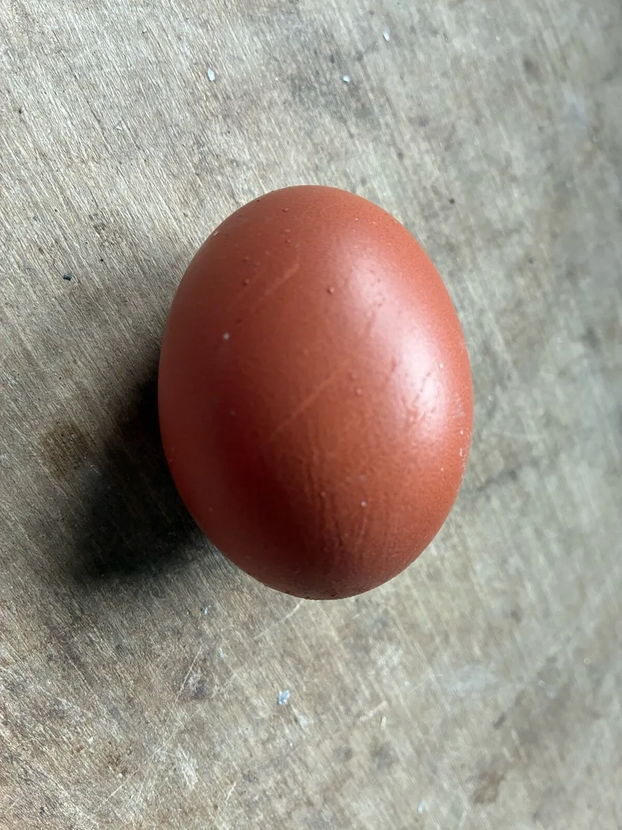 Roosters - Image 4