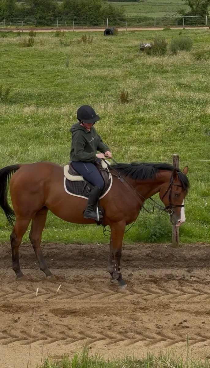 Very quiet gelding - Image 3