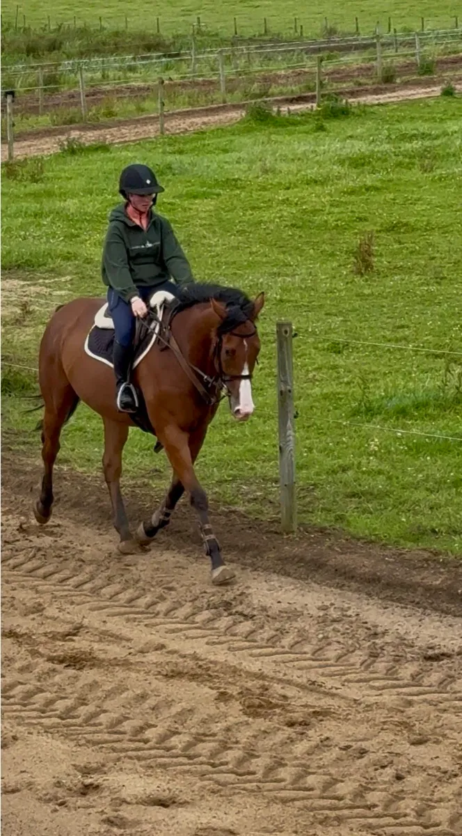 Very quiet gelding - Image 1