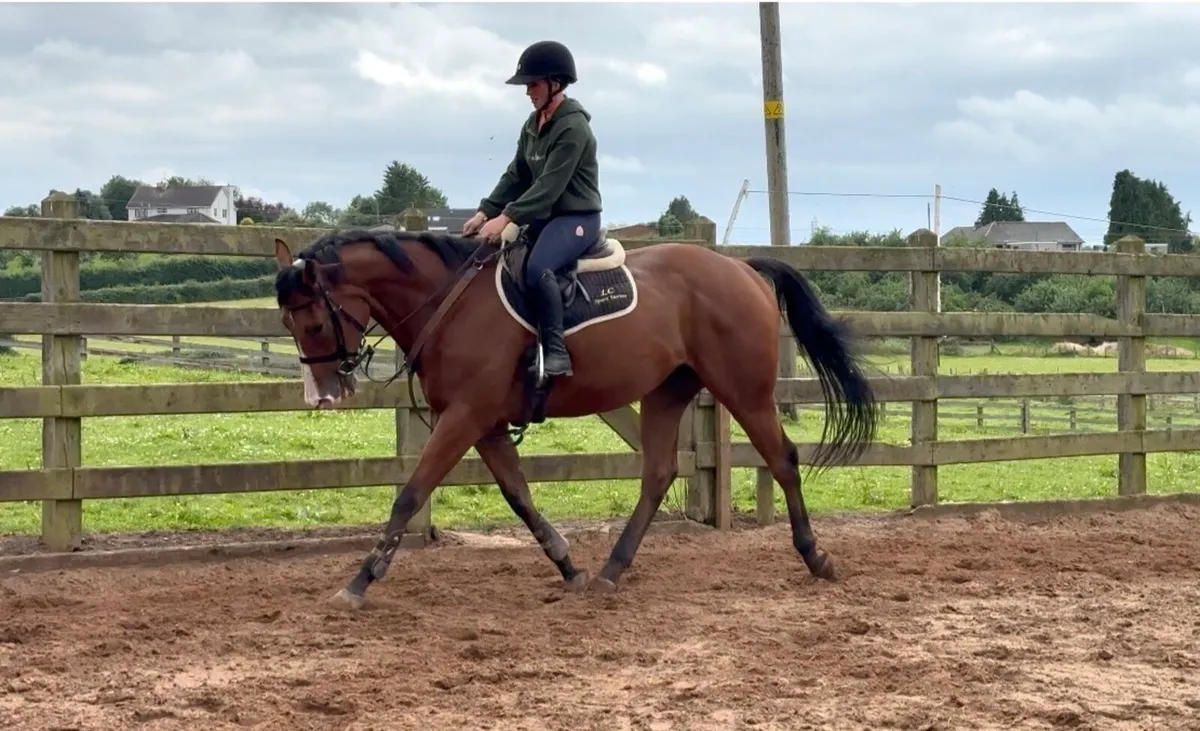 Very quiet gelding - Image 2