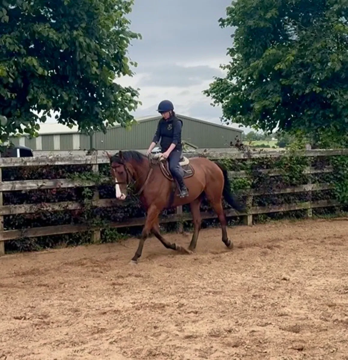 Very quiet gelding - Image 4