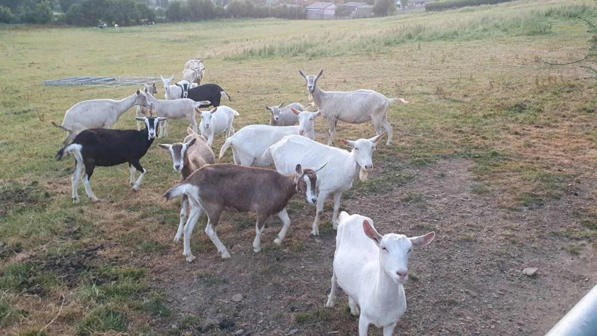 Goats - Image 3