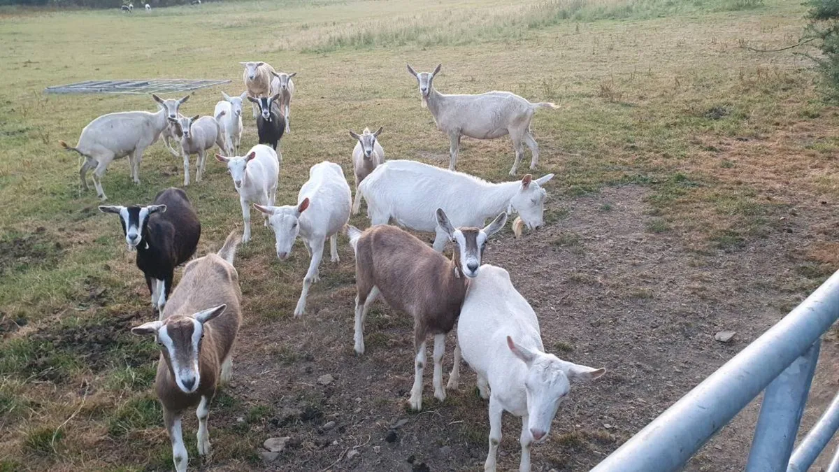 Goats - Image 4