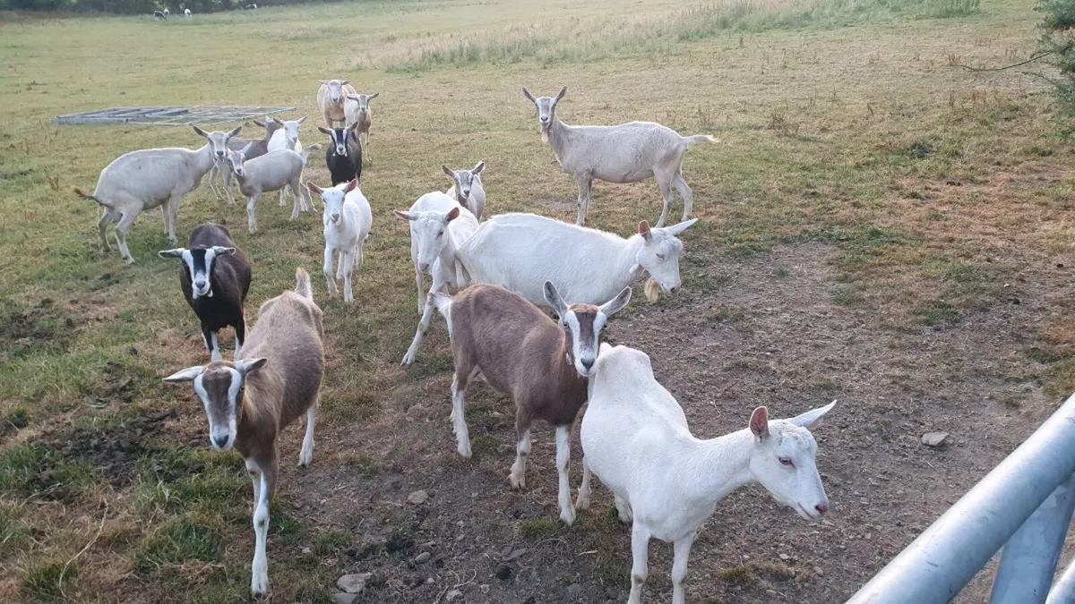 Goats - Image 1