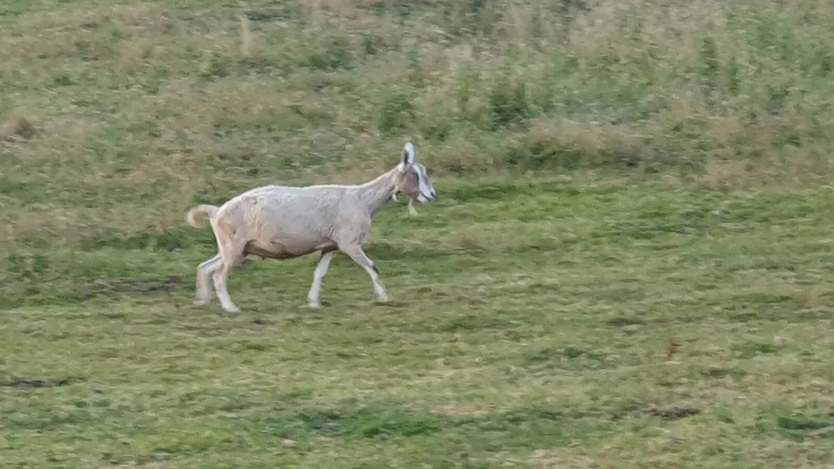 Goats - Image 2