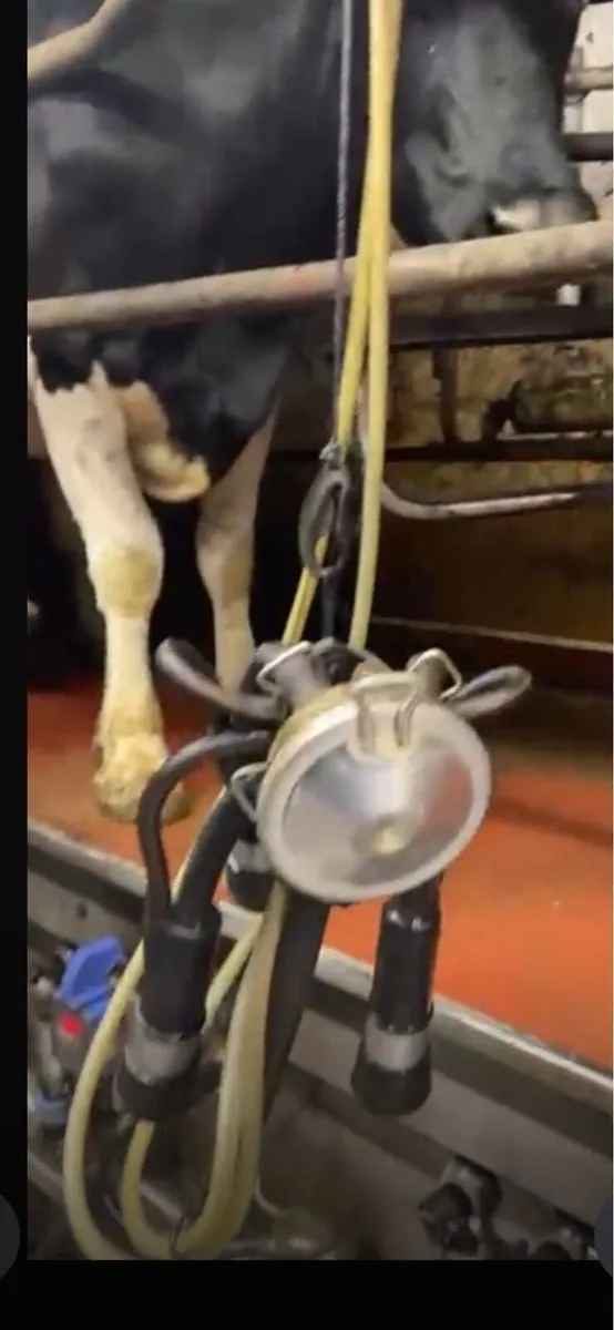 Relief Milking - Image 2