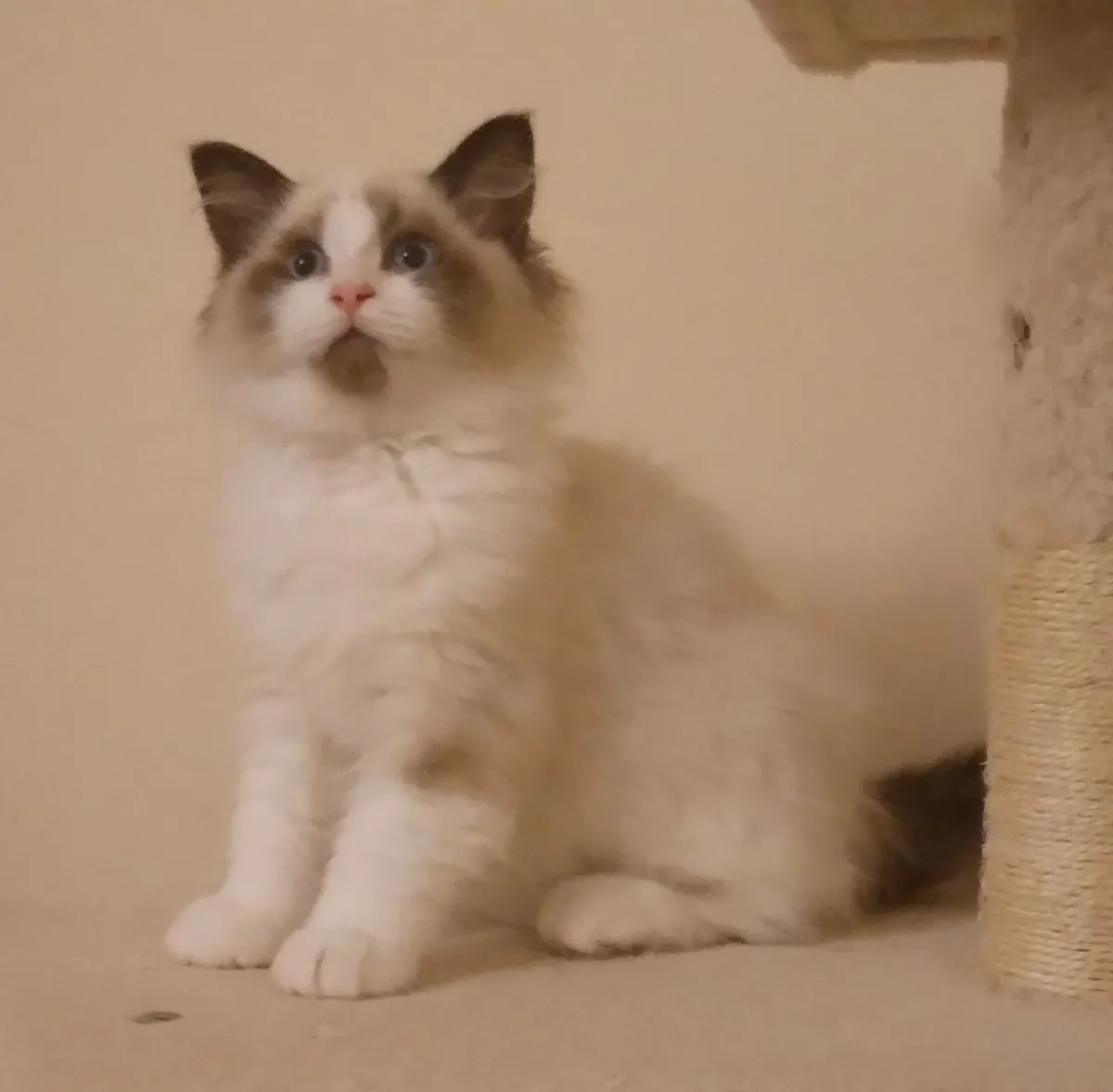 Purebred Ragdoll kittens - Last two girls - Image 3